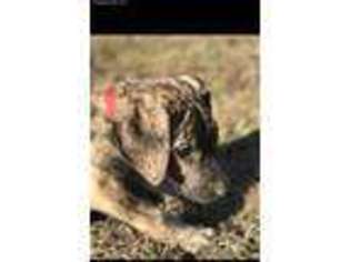 Great Dane Puppy for sale in Oakwood, TX, USA