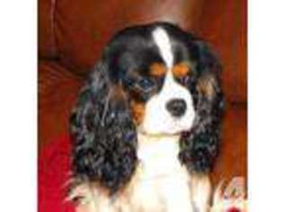 Cavalier King Charles Spaniel Puppy for sale in TILLAMOOK, OR, USA