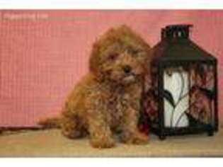 Cavapoo Puppy for sale in Danville, OH, USA