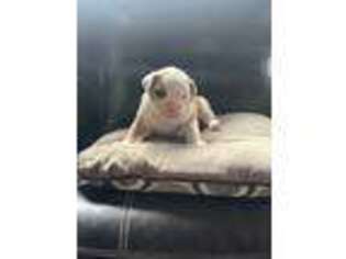 Olde English Bulldogge Puppy for sale in Farmington, ME, USA