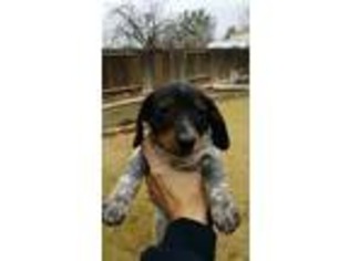 Dachshund Puppy for sale in Bakersfield, CA, USA