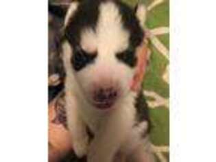 Siberian Husky Puppy for sale in Stanfield, OR, USA