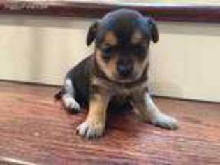 Chihuahua Puppy for sale in Oregon City, OR, USA