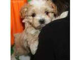 Shih-Poo Puppy for sale in Billings, MO, USA