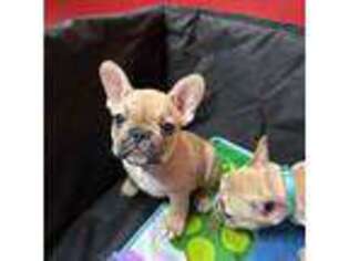 Medium Photo #1 French Bulldog Puppy For Sale in Greensboro, NC, USA