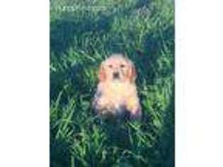 Golden Retriever Puppy for sale in Cross Hill, SC, USA