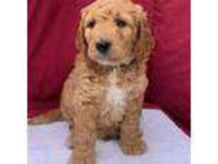 Mutt Puppy for sale in Surprise, AZ, USA