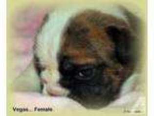 Bulldog Puppy for sale in FARMERSVILLE, TX, USA