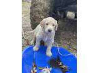 Goldendoodle Puppy for sale in Fort Gratiot, MI, USA