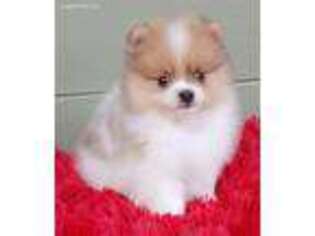 Pomeranian Puppy for sale in San Luis Obispo, CA, USA