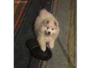 American Eskimo Dog Puppy for sale in Norco, CA, USA