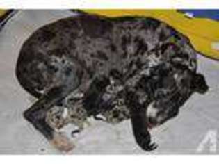 Great Dane Puppy for sale in STEVENSVILLE, MT, USA