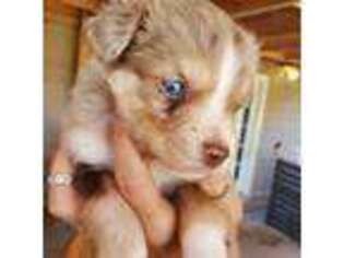 Miniature Australian Shepherd Puppy for sale in Roseville, CA, USA