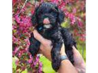 Cavapoo Puppy for sale in Ossian, IN, USA