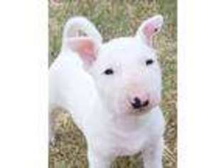 Bull Terrier Puppy for sale in Vernon, TX, USA
