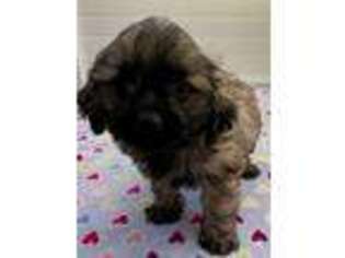 Shih-Poo Puppy for sale in Marion, MI, USA