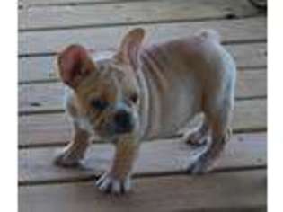 French Bulldog Puppy for sale in Ralston, OK, USA
