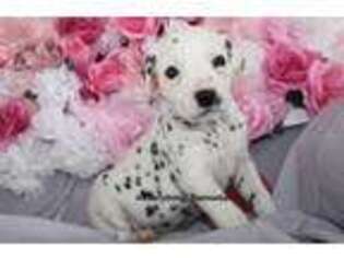 Dalmatian Puppy for sale in Los Angeles, CA, USA
