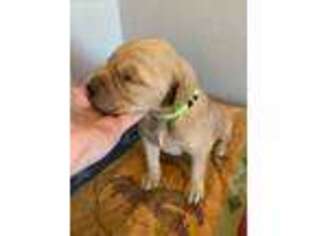 Golden Retriever Puppy for sale in Woodward, OK, USA