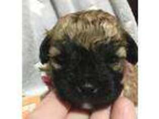 Shih-Poo Puppy for sale in Judsonia, AR, USA