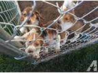 Beagle Puppy for sale in TEHACHAPI, CA, USA
