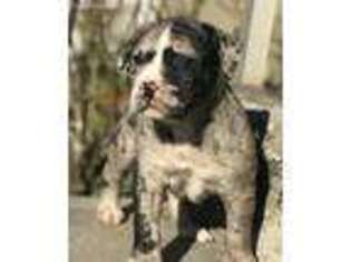 American Bulldog Puppy for sale in Moses Lake, WA, USA