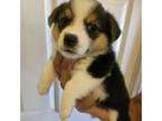 Pembroke Welsh Corgi Puppy for sale in Oakhurst, CA, USA