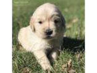 Golden Retriever Puppy for sale in Greenville, OH, USA