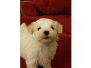 Mutt Puppy for sale in Trumansburg, NY, USA