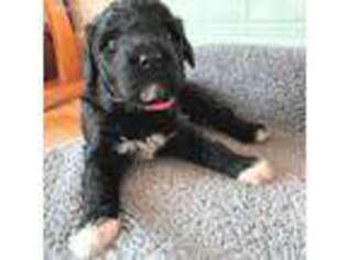 Portuguese Water Dog Puppy for sale in Lakeview, MI, USA