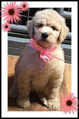 Goldendoodle Puppy for sale in Hernando, MS, USA