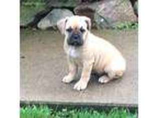 Olde English Bulldogge Puppy for sale in Lewistown, PA, USA