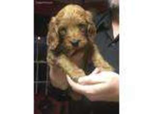 Goldendoodle Puppy for sale in Wartburg, TN, USA