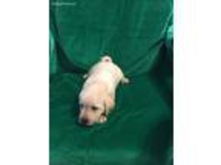 Labrador Retriever Puppy for sale in Liberty Hill, TX, USA