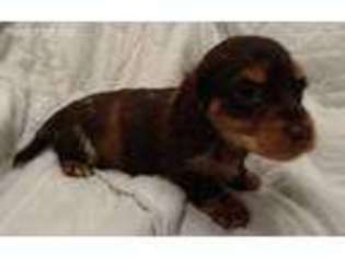 Dachshund Puppy for sale in Brookville, IN, USA