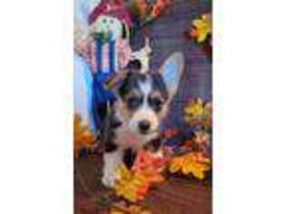 Pembroke Welsh Corgi Puppy for sale in Nicholls, GA, USA