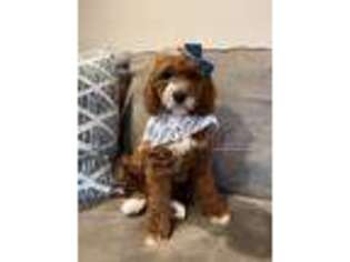 Goldendoodle Puppy for sale in Mena, AR, USA