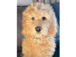 Goldendoodle Puppy for sale in Squires, MO, USA