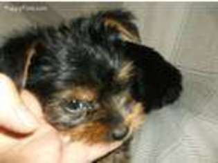 Yorkshire Terrier Puppy for sale in Mountain Home, AR, USA