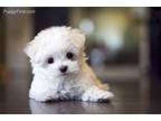 Maltese Puppy for sale in Great Falls, VA, USA