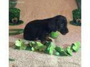 Dachshund Puppy for sale in Warrington, PA, USA
