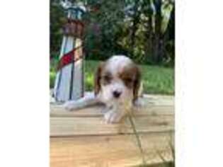 Cavalier King Charles Spaniel Puppy for sale in Glen Arm, MD, USA