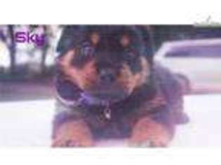 Rottweiler Puppy for sale in Pensacola, FL, USA
