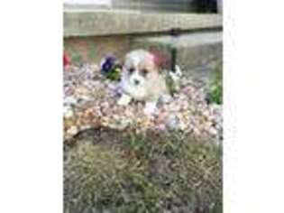 Pembroke Welsh Corgi Puppy for sale in Russellville, OH, USA