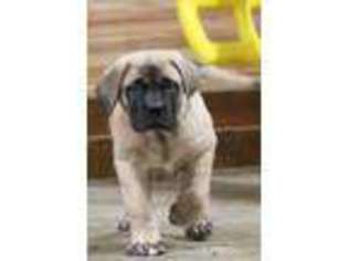 Mastiff Puppy for sale in Plummer, ID, USA