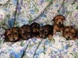 Yorkshire Terrier Puppy for sale in Alexandria, MN, USA