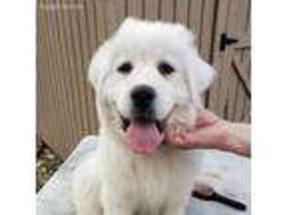 Great Pyrenees Puppy for sale in Wright City, MO, USA
