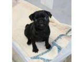 Pug Puppy for sale in Russellville, KY, USA