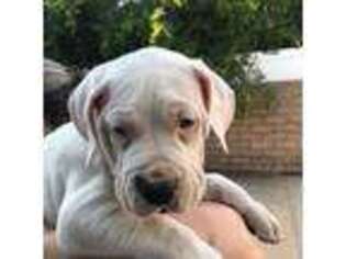 Dogo Argentino Puppy for sale in Glendale, CA, USA