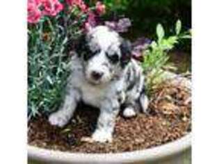 Mutt Puppy for sale in Parma, ID, USA
